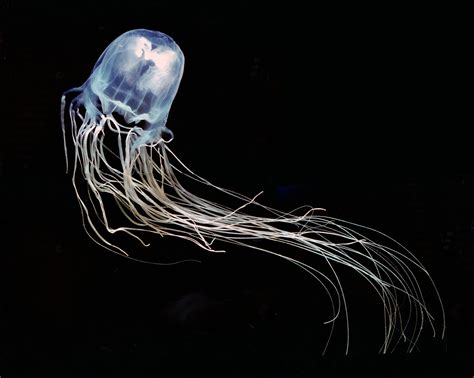 Possible Cure for Deadliest Jellyfish Sting Discovered | Live Science