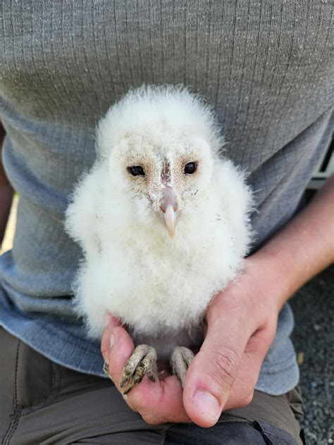 Barn Owl chicks rescued after mother disappears - BirdWatch Ireland