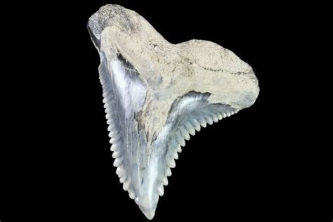 1.37" Hemipristis Shark Tooth Fossil - Virginia For Sale (#91738) - FossilEra.com