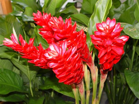 FLOWER SHOP: Red ginger flowers pictures. ALPINIA