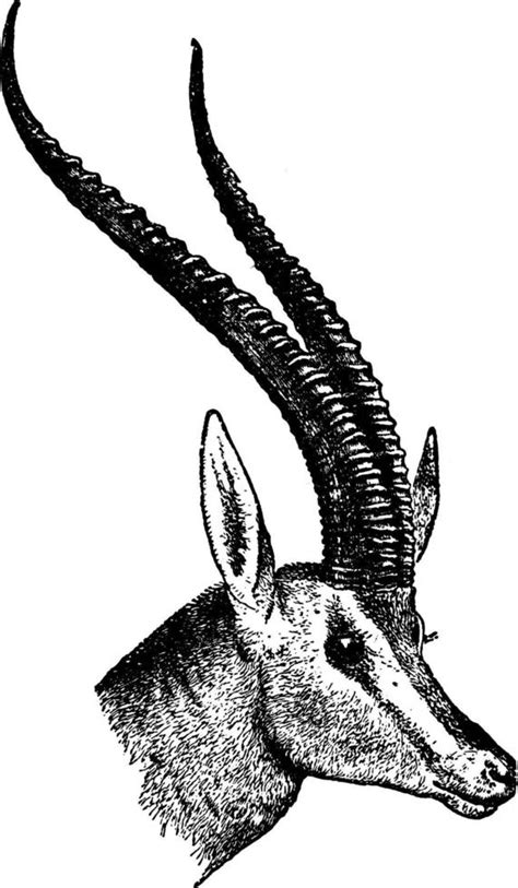 Antelope Head, vintage illustration. 13776348 Vector Art at Vecteezy