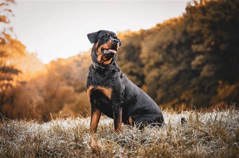 8 facts about Rottweilers