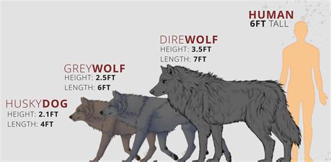 Dire Wolf Size Compared To Grey Wolf