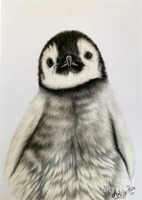 Penguin Drawings In Pencil