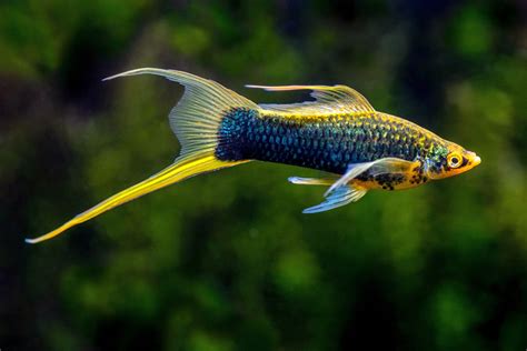 Swordtail Fish