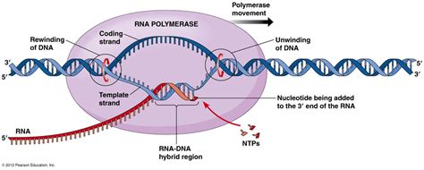 Transcription and Translation Assignment - Roderick Biology