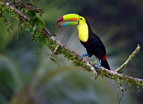 World Beautiful Birds : Keel Billed Toucan | Information & Lates Pictures