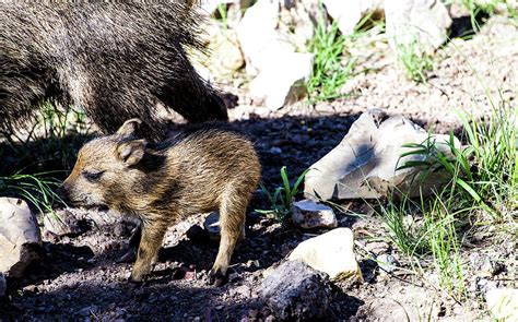 Baby Javelina 001390 Photograph by Renny Spencer - Pixels