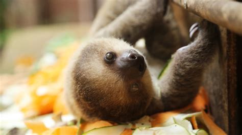 Baby Sloth Eating