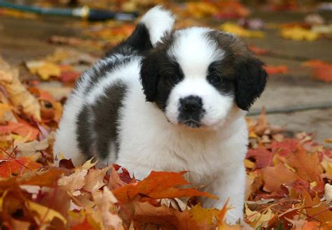 St. Bernard Puppies For Sale - AKC PuppyFinder