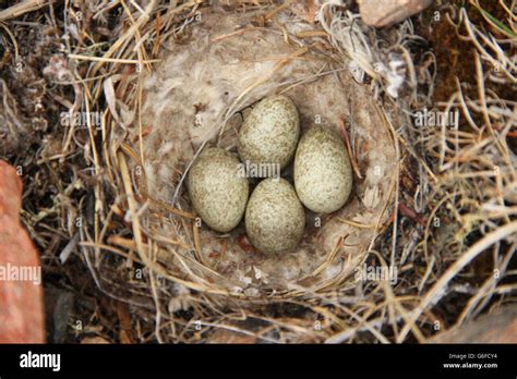 Close-up of a Horned Lark (or shore lark) nest among willow Stock Photo - Alamy