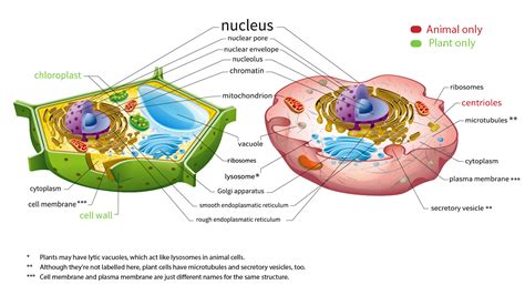 Top 175 + Difference between plant cell and animal cell with diagram ...