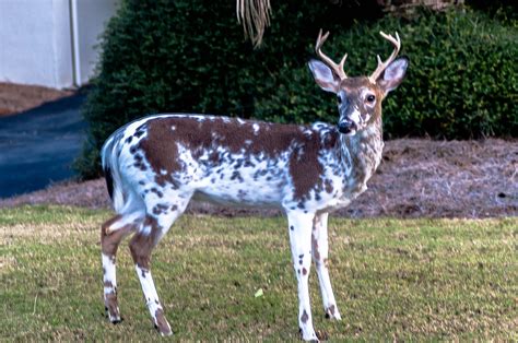 Melanistic And Albino Deer