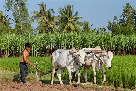 Oxen Plowing Stock Photos, Pictures & Royalty-Free Images - iStock