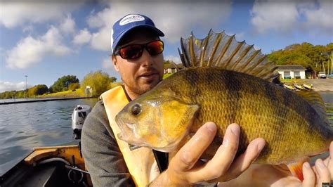 Giant Perch Fishing – Tips | Tackle | Tactics | Weekend Sportsman