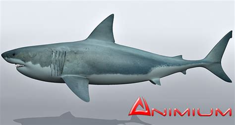 Great White Shark 3d model