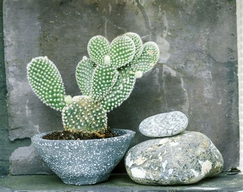 Best Cactus Varieties to Grow Indoors