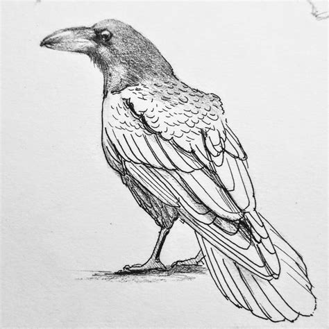 Crow sketch | Dibujo de animales, Cuervo dibujo, Dibujos sencillos