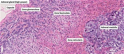 Adrenal – Normal Histology – NUS Pathweb :: NUS Pathweb