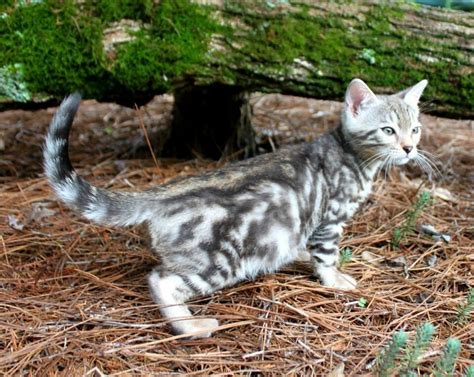 Silver marble bengal kitten