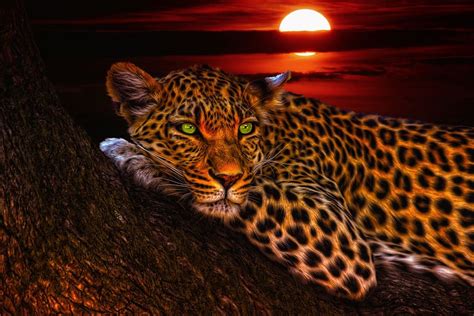 Leopard Wallpaper Hd