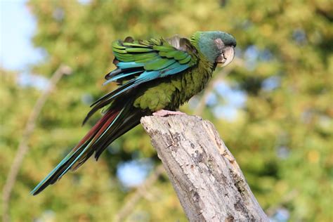 Blue Headed Macaw - Paphos Zoo