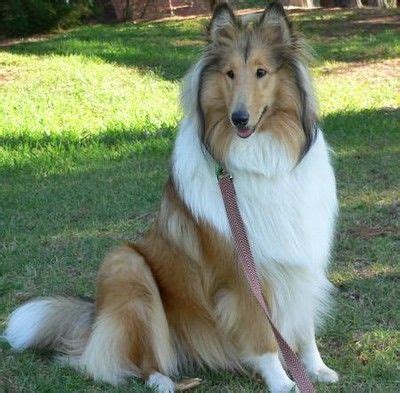 Scotch Collie (Scottish Collie) Info, Temperament, Puppies, Pictures