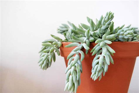 9 Varieties of Succulent Plants for Indoor Growing