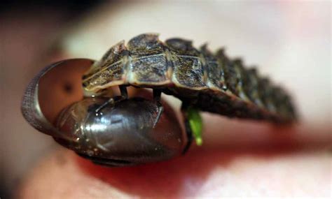 Mollusks : Carnegie Museum of Natural History