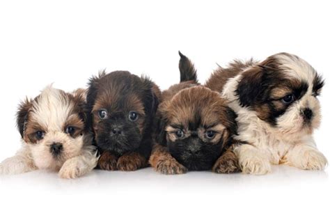 Shih Tzu Puppy Colors: Common, Rare and Changes That Occur