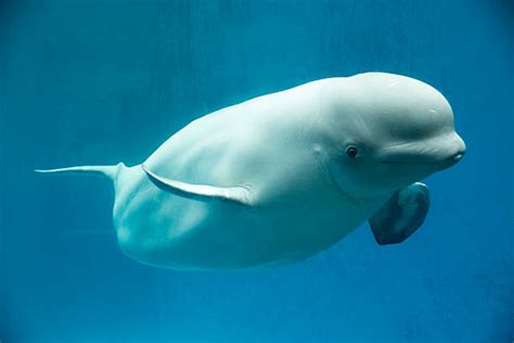 Beluga Whale Underwater Stock Photos, Pictures & Royalty-Free Images ...