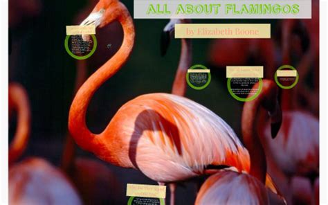 Flamingo Adaptations by Elizabeth Boone on Prezi