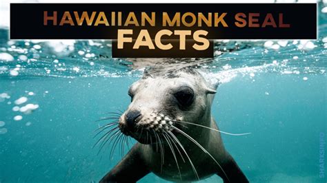 Hawaiian Monk Seal Facts Habitat, Diet, Conservation, & More - sharksinfo.com