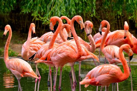 Why Are Flamingos Pink? - Parade Pets