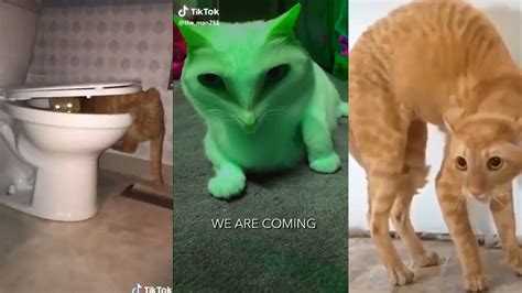 TikTok Cats being .. CATS 😼#1 | World Cat Comedy