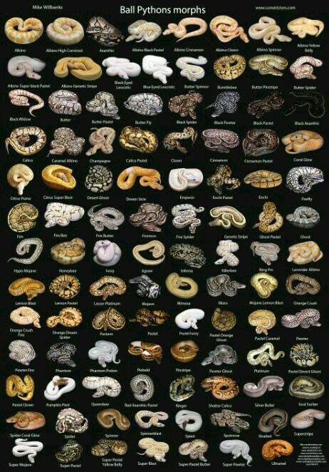 Snake Morphs | Ball python morphs, Ball python, Pet snake