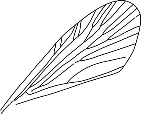 Insect Wings Clip Art