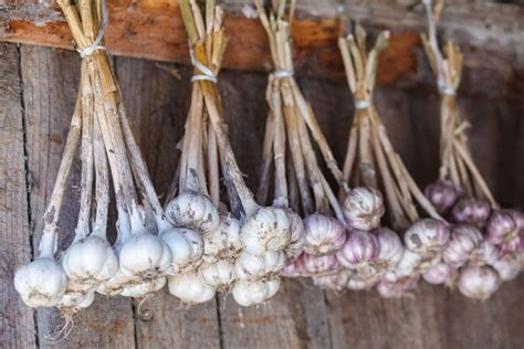 Canning Garlic and Why it's Not Recommended