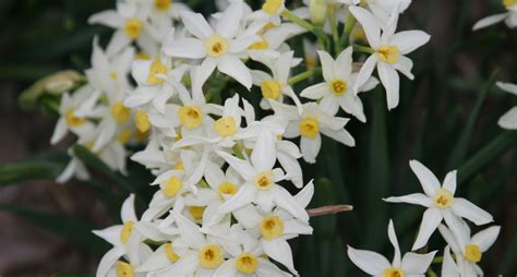 Narcissus Tazetta 'Italicus'