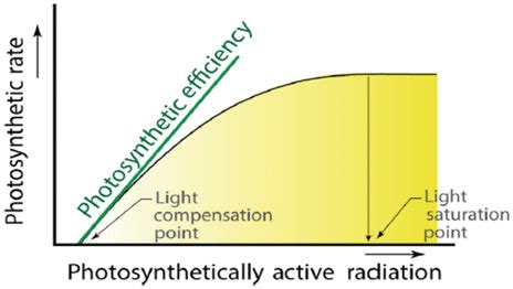 1 Photosynthesis reaction to the photosynthesis of light-saturation level | Download Scientific ...