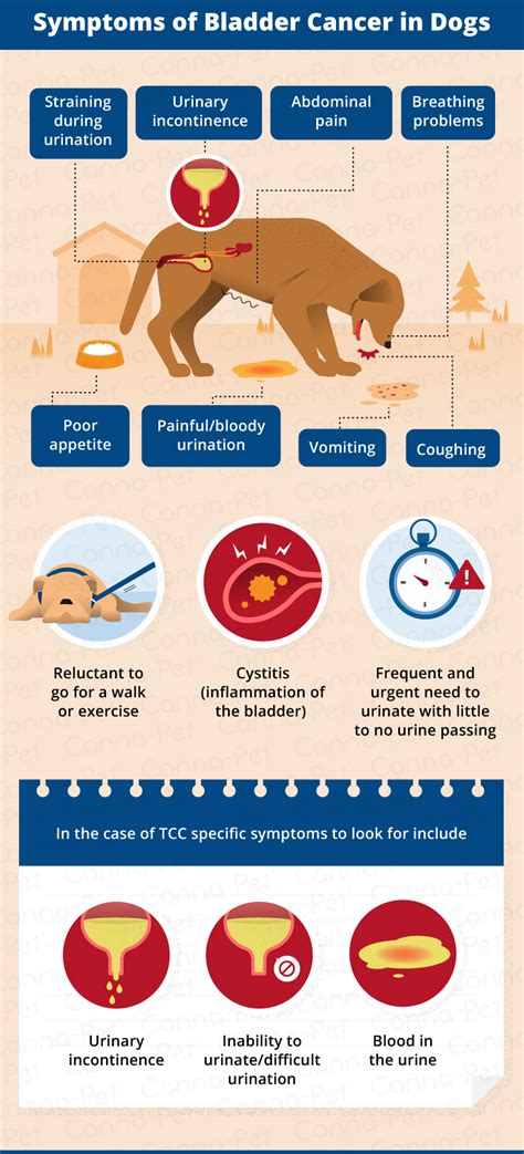 What Are The Symptoms Of A Tumor In A Dog