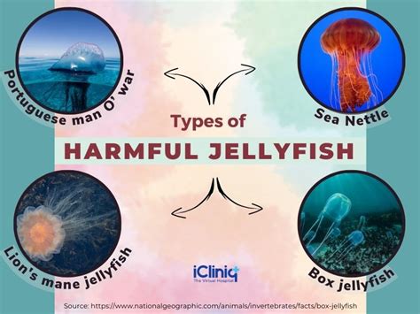 Jellyfish Stings - Types | Symptoms | Risk Factors | Diagnosis ...