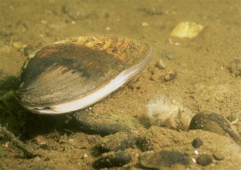 Freshwater Clams/Mussels