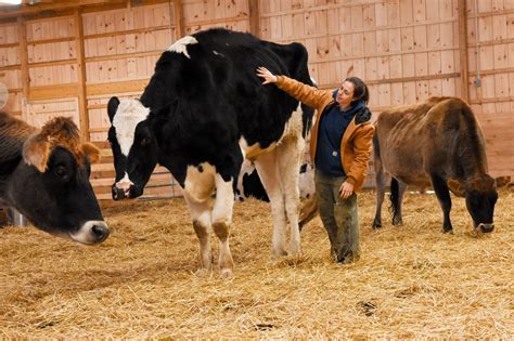 Holstein Cow Size - All About Cow Photos