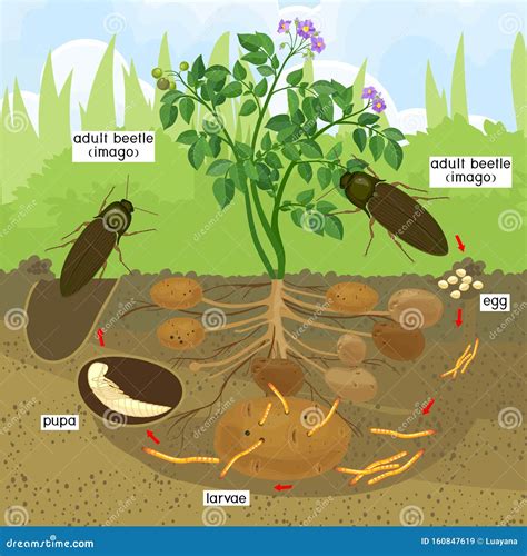 Life Cycle of Click Beetle Wireworm. Stock Vector - Illustration of ...