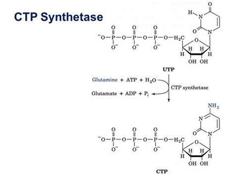 Pyrimidine metabolism Flashcards | Quizlet