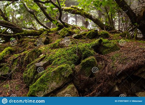 Background and Texture of Stones, Moss and Branches in the Forest. Beautiful Forest Moss Stock ...