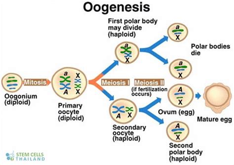 Polar Body Formation Extrusion and Function