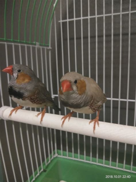 Zebra Finch Male Vs Female