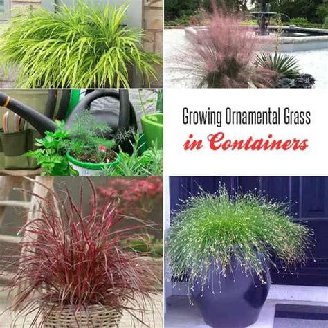 Growing Ornamental Grass in Containers | Gardenoid